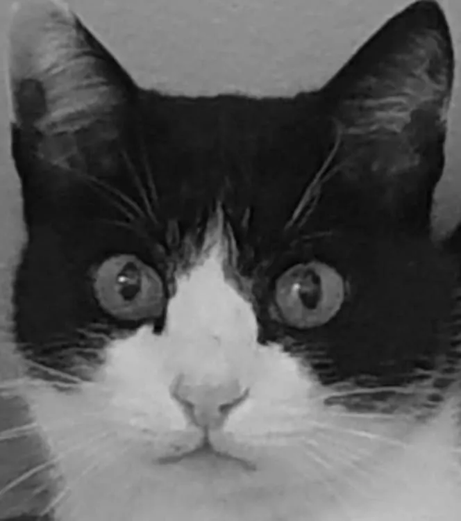 Süße Katze guckt verdattert in die Kamera